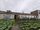 巴西龙骨植物盆栽大办公室面招财盆景室内客厅好养多肉绿植花卉 紫龙骨30-40cm.3-5分叉（原盆） 实拍图