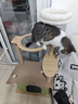 珑小宠猫爬架猫窝加粗大型猫树一体太空舱猫架子小户型不占地麻绳猫玩具 120cm 4层 【小户型大屋款】 实拍图