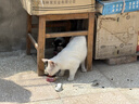 京东京造 浓汤红肉猫罐头金枪鱼混合味85克*24罐 猫零食湿粮补水鱼肉罐 实拍图