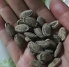 每果时光吊瓜子500g瓜蒌子奶油味瓜籽坚果炒货休闲零食罐装 实拍图
