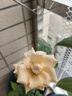 玫瑰花苗老桩绿植物盆栽月季蔷薇老根室内外阳台庭院特大花卉四季 13洛神（老桩苗四季开花） 实拍图