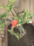 花竹恋长寿冠海棠盆栽盆景梅花树桩重瓣树苗红梅耐寒耐旱植物不含盆 6年长寿冠海棠当年开花 实拍图
