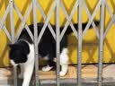 网易严选全价猫粮4.0 宠物主粮成幼猫无谷鲜肉美毛护肠胃 鸡鸭禽肉味10kg 实拍图