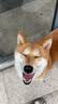 多尼斯（DOGNESS）狗狗牵引绳遛狗绳狗链子项圈小中型犬泰迪柯基法斗博美马犬 黑M 实拍图