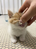 普安特宠物猫咪驱虫药驱虫体内体外驱幼成虫跳蚤犬虱非泼罗尼爱滴克套装 实拍图