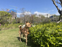 比乐六拼冻干牛肉牛油果成幼犬全价狗粮10kg小型中大型犬泰迪金毛20斤 实拍图