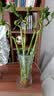 呈爱透明玻璃花瓶简约加高贵竹百合水培绿萝植物富花瓶客厅插花摆件 加高30cm圆口（竹叶图案） 高30厘米 实拍图