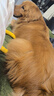 伯纳天纯中大型犬全价成年犬粮金毛宠物主粮羊肉蔓越莓15kg/30斤 实拍图