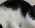 艾禾美（ARM&HAMMER）铁锤猫砂黑盒红标28磅膨润土钠基矿石猫沙矿砂进口猫用品除臭低尘 实拍图