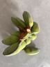 苹果蕉新鲜广西香蕉自然熟芭蕉香甜粉糯万澄现摘生鲜现发水果 带箱2斤【4-8根】 实拍图