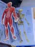 乐乐趣趣味科普立体书（新版）：人体 3D立体翻翻书3-6岁科普百科全书揭秘人体少儿机关书    实拍图