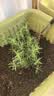 花翁迷迭香盆栽植物用西餐牛排室外阳台 迷迭香小盆+加仑盆源头直发 实拍图