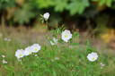 佳能（Canon）RF85mm F1.2 L USM 中远摄定焦镜头 全画幅L级大光圈人像定焦 RF卡口微单相机镜头 滤镜礼包套装 实拍图