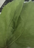 沃绣 【当天发货】新鲜桑叶 现摘大小蚕嫩桑叶新鲜大桑叶养蚕宝宝食物 新鲜桑叶100g【买二送一】 实拍图