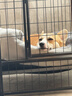 皇家狗粮 成犬粮 通用犬型 CC通用狗粮12月以上 8KG【成犬通用】 实拍图