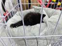 梵都宠舍猫窝四季通用圆形蛋挞窝带独立枕头猫咪深睡窝 实拍图