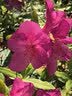 虹越（HONGYUE）大花绣球花盆栽苗 无尽夏花手鞠绣球八仙花庭院阳台花卉 【变色大花绣球】“无尽夏”1加仑 实拍图