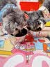 DALYKATE德国品牌猫碗狗碗狗狗食盆宠物用品不锈钢双碗喝水碗增高架防打翻 304食品级不锈钢--小号碗+小号碗 【耐腐蚀 不易锈】 实拍图