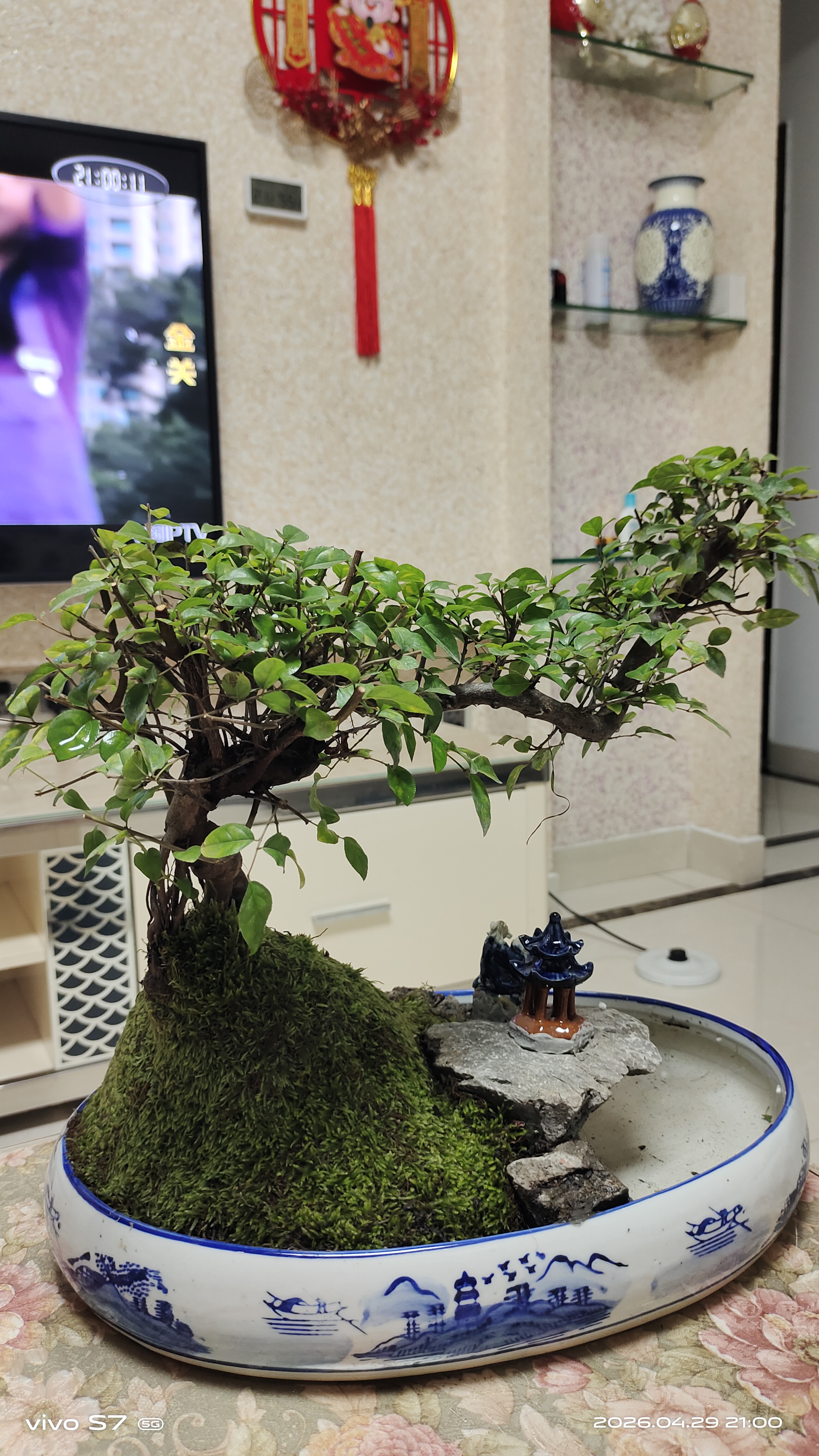 瀚林怡景端午父亲节礼物小叶雀梅盆景山水假山植物树桩造型老桩绿植盆栽 山水盆景（青花瓷）雀梅 实拍图