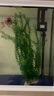 异景园鱼缸水族箱装饰仿真水草水族造景套餐假水草装饰塑料高款大水草绿 CH03-W吴淞草 实拍图