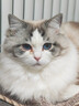 普安特宠物狗狗猫咪宠物滴眼液猫鼻支结膜炎角膜炎分泌物多贝朗明埃素达 实拍图