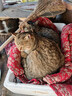 卫加全价猫粮20斤装 成猫幼猫主粮全阶段通用型天然粮10kg 实拍图
