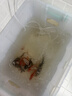 森森鱼缸增氧泵水族箱氧气泵家用小型充氧泵LQE-400 5W双孔+全套配件 实拍图