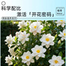 德沃多栀子花植物营养液花卉盆栽花肥料园艺养花氮肥磷肥液体肥600mL 实拍图