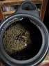 御灵春翻白草绞股蓝中药材泡水喝功效野生新鲜中草药翻百草组合茶原材料 [大罐][2罐]翻白草+绞股蓝各250g 1瓶*1箱 实拍图