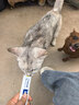 味当家猫湿粮主食猫条100支*15g营养奶酪鲜肉幼猫孕猫奶糕饭补充营养 实拍图