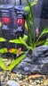 森森（SUNSUN）鱼缸加热棒自动恒温数显石英加温棒防爆水族箱加温器加热器 【升级离水断电】100W数显石英加热棒 实拍图