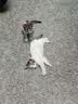 领先成猫尝鲜礼包主食级烘焙猫粮猫条餐盒汤包（新老款随机发货） 实拍图