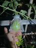 半球（PESKOE）【升级款】电饭煲4L电饭锅 直身式带蒸笼MW-DS40A1-G适用4至5人 实拍图