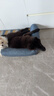普安特宠物狗狗猫咪钙片泰迪金毛幼犬大型犬有机钙易吸收乳钙片力卫葆 实拍图