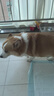 皇家狗粮 成犬狗粮 犬粮 宠物 中型犬 M25 全价犬粮 ≥12月 4KG 实拍图