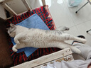 麦富迪猫粮 超肉粒冻干双拼成猫粮美毛护肠胃 三文鱼2kg 实拍图