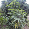 洛芙联苯苄唑溶液喷雾剂80ml治脚气药止痒脱皮烂脚丫真菌感染自营去脚气喷雾剂脚出汗脚臭喷雾专用药水泡型 实拍图