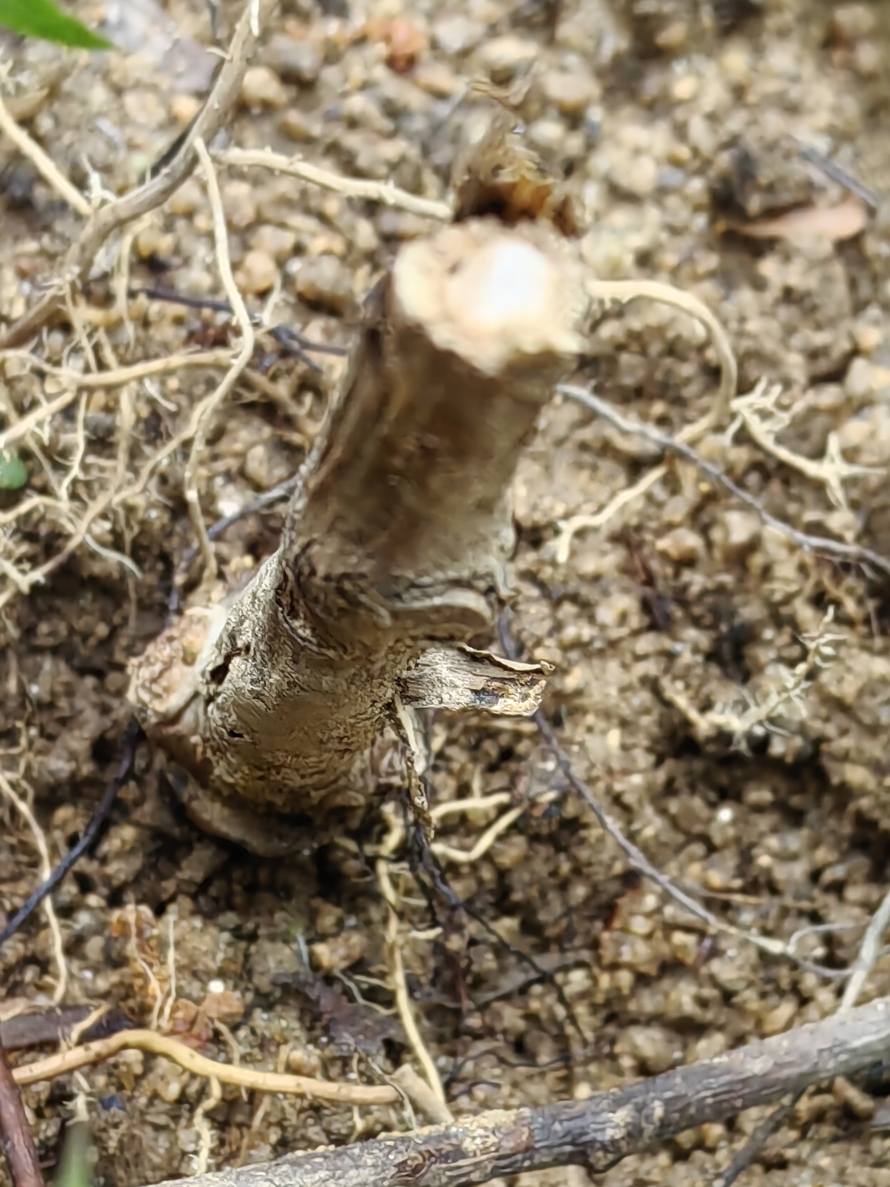 花翁猕猴桃树果苗嫁接南北方庭院种植 红心猕猴桃30-50cm高源头直发 实拍图