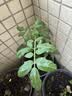 九千谷仿陶瓷花盆高款树脂种植花卉绿植花盆口径21cm黑灰2个装含托4047 实拍图