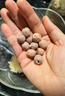 福东海 红莲子200g 湘潭特产去芯红莲子 银耳枸杞芡实羹糖水煲汤食材 实拍图