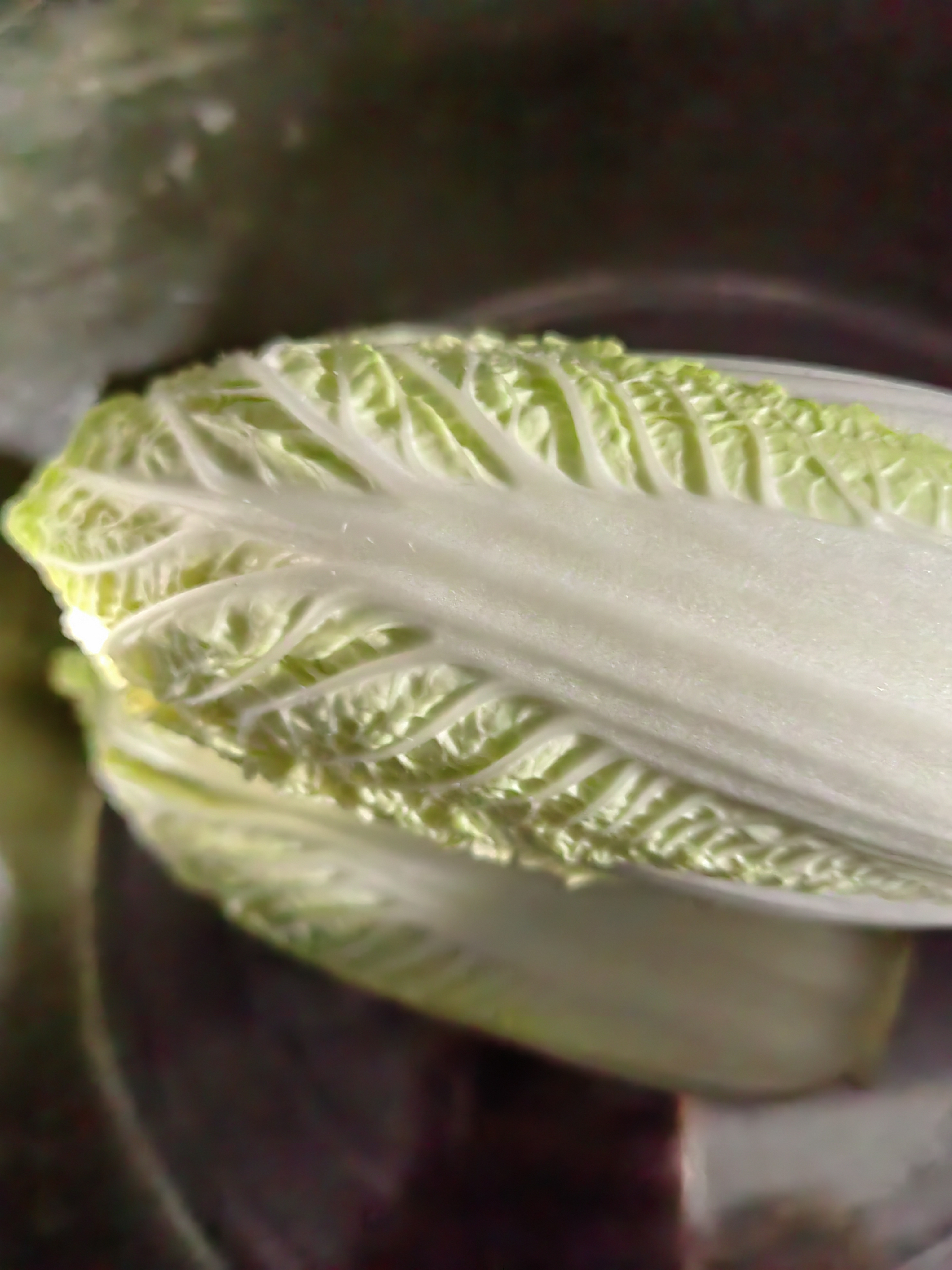北蔬 小青菜种子苗上海青梗菜油菜种籽 速生605上海青种子50g约2万粒 实拍图