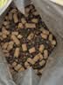 LEGENDSANDY蓝氏猎鸟乳鸽生骨肉冻干猫粮 全价成猫幼猫猫粮1.5kg 实拍图