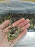 福茗源福鼎白茶白牡丹  特级2021原料生晒太姥山老白茶叶礼盒送长辈500g 实拍图