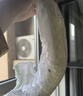 babycare金山茶花婴儿纸尿裤mini装NB34片(<5kg)新生儿尿不湿【新老混发】 实拍图