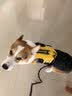 冇宠狗狗牵引绳柯基狗绳小型犬背心式宠物胸背带狗链子中型犬遛狗绳子 黄色【赠1.5米黑色牵引绳】 M胸围46-62cm（建议18-28斤内） 实拍图
