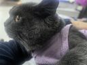 网易严选全价冻干双拼猫粮3.0 猫干粮成猫幼猫通用高鲜肉粮 自营金选1.8kg 实拍图
