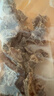 苏菲超熟睡柔棉感夜用卫生巾290mm10片量多防漏姨妈巾自营官方旗舰 实拍图
