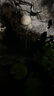森森（SUNSUN）鱼缸潜水泵底吸水循环换水抽水泵水族箱吸粪换水泵底吸泵 【流量可调】40W防干烧 带水管 晒单实拍图
