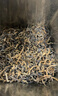 一杯香茶叶红茶武夷山头采金骏眉250g2026新茶礼盒装送礼自己喝散装古树 实拍图