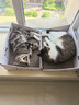 皇家英短成猫粮 BS34 通用粮 12月以上 4.5KG 实拍图